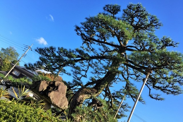 庭木の透かし剪定のコツとは 方法や時期を知り美しい姿を取り戻そう伐採 剪定 間伐 芝刈り 草刈り 草取り 草むしりが3000円 税抜 お庭110番