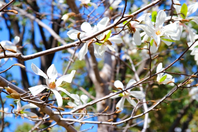 生長したコブシは隔年開花