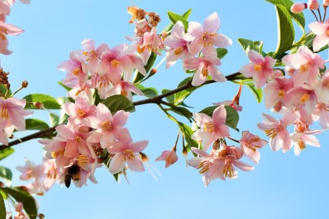 ハナカイドウの剪定｜きれいな花を栽培するための手入れ方法を解説