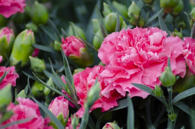 カーネーションの花は剪定方法で変わる きれいに育てるコツをご紹介 お庭110番