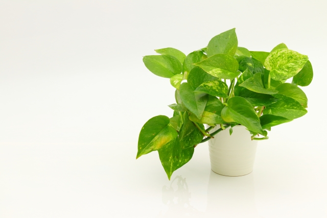 観葉植物の剪定で知っておきたい基礎知識 作業後の対応方法も紹介 お庭110番 観葉植物の剪定で知っておきたい基礎知識 作業後の対応方法も紹介 お庭110番
