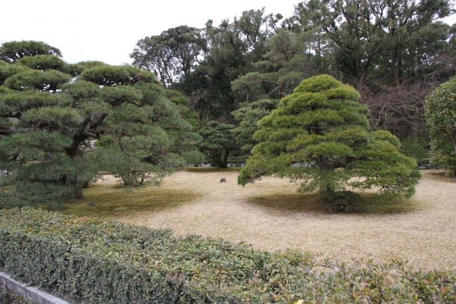 庭木の高さを剪定 芯止め で抑えて管理しやすく その方法を解説伐採 剪定 草刈りなどお庭の悩みを最短即日で業者が解決 お庭110番