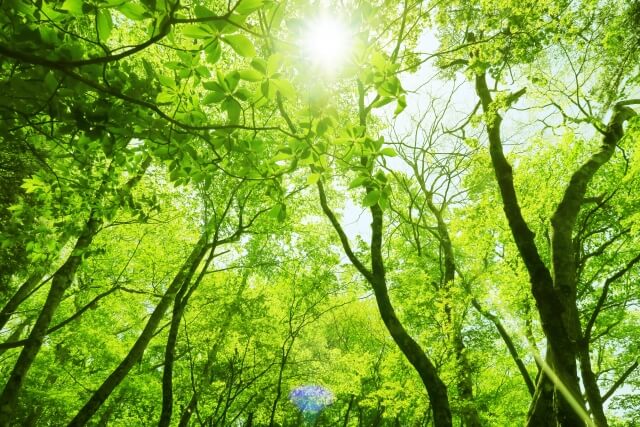 庭木の切り戻し剪定の方法│適切な時期や切るべき枝についてご紹介
