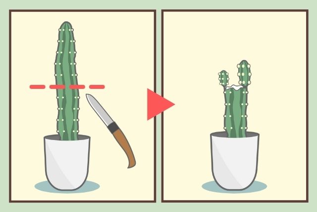 伸びすぎたサボテンの剪定方法 挿し木や栽培のポイントも解説 お庭110番