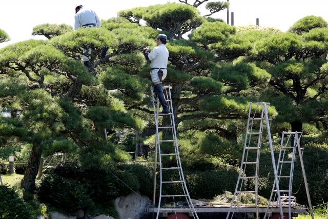 夏みかんを剪定してキレイに果実を付けよう 正しい剪定方法をご紹介 お庭110番