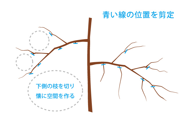 しだれもみじの剪定方法と時期 しだれる庭木の魅力を活かすコツ3つ お庭110番