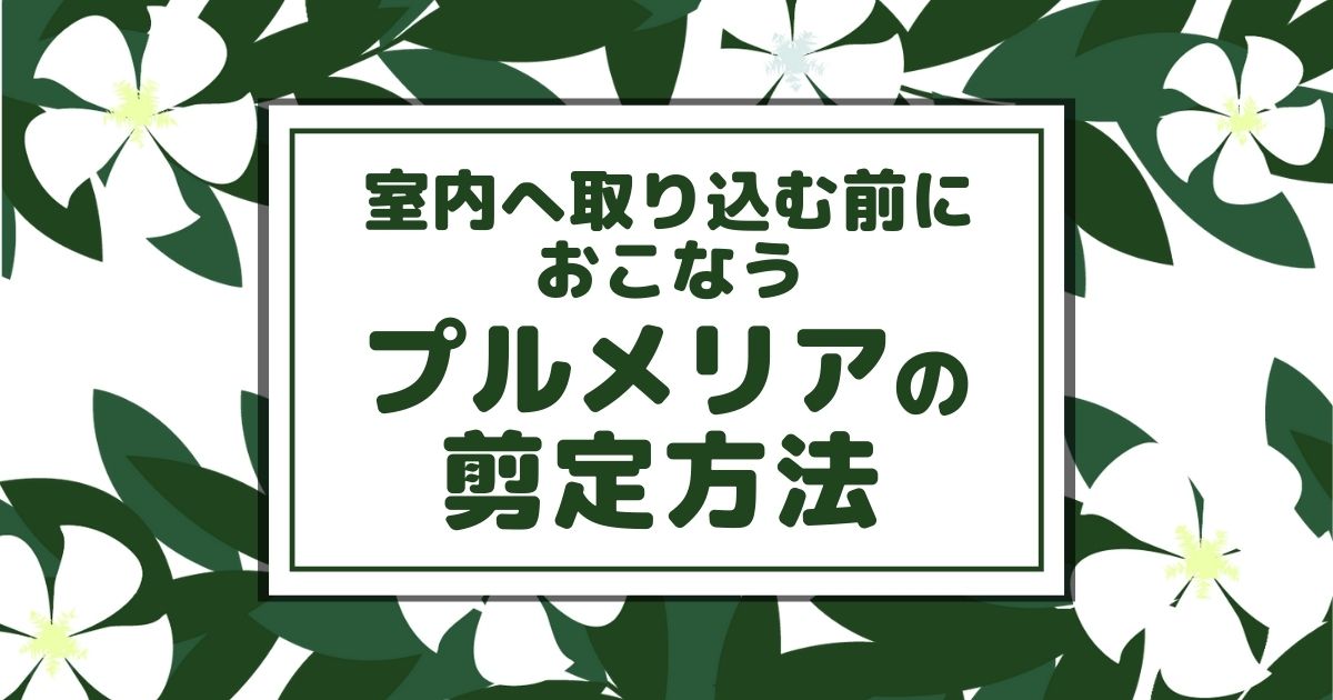 プルメリアの剪定は時期と方法が大切 株を守るために注意したいこと お庭110番