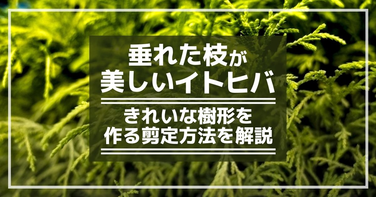 イトヒバの剪定時期・方法・お手入れまとめ｜美しい樹形を保つコツ