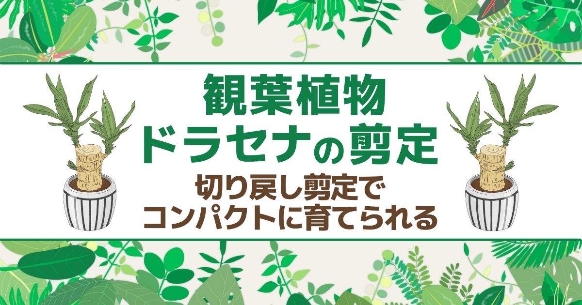 ドラセナの剪定は切り戻すとよい 方法や挿し木での増やし方を解説 お庭110番