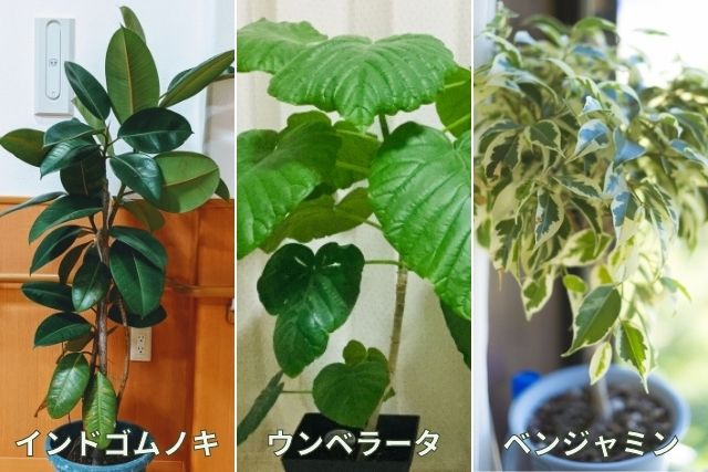 ゴムの木の剪定は時期と切る箇所がわかれば簡単 植え替えや挿し木の方法も解説 お庭110番