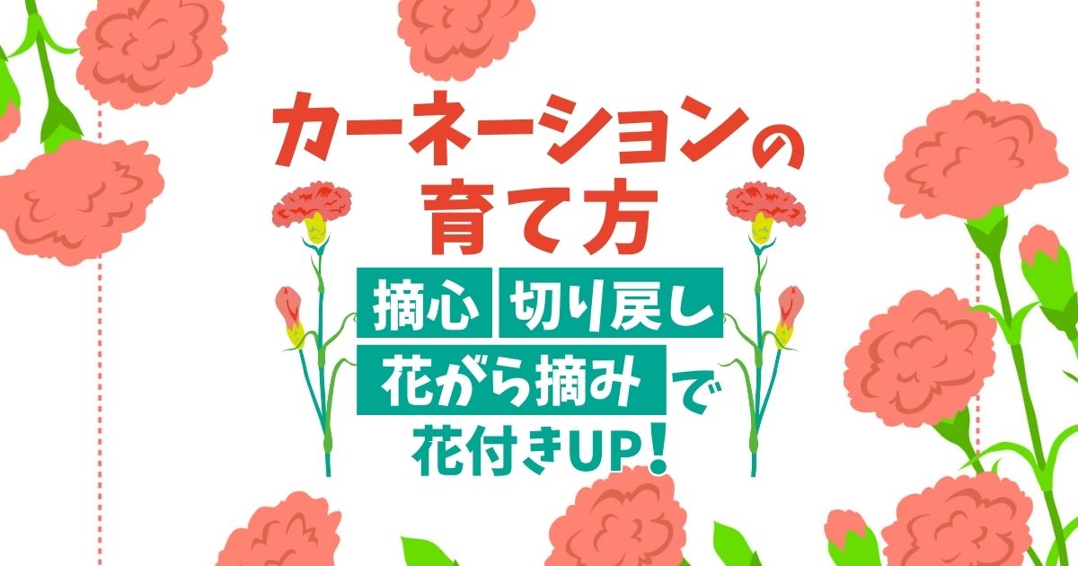 カーネーションの花は剪定方法で変わる きれいに育てるコツをご紹介 お庭110番