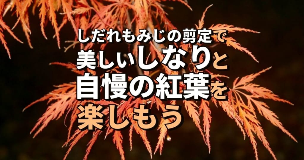 しだれもみじの剪定方法と時期│しだれる庭木の魅力を活かすコツ3つ