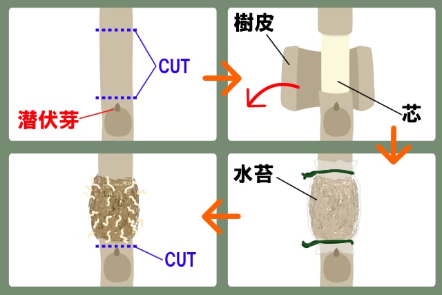 ゴムの木の剪定は時期と切る箇所がわかれば簡単 植え替えや挿し木の方法も解説 お庭110番