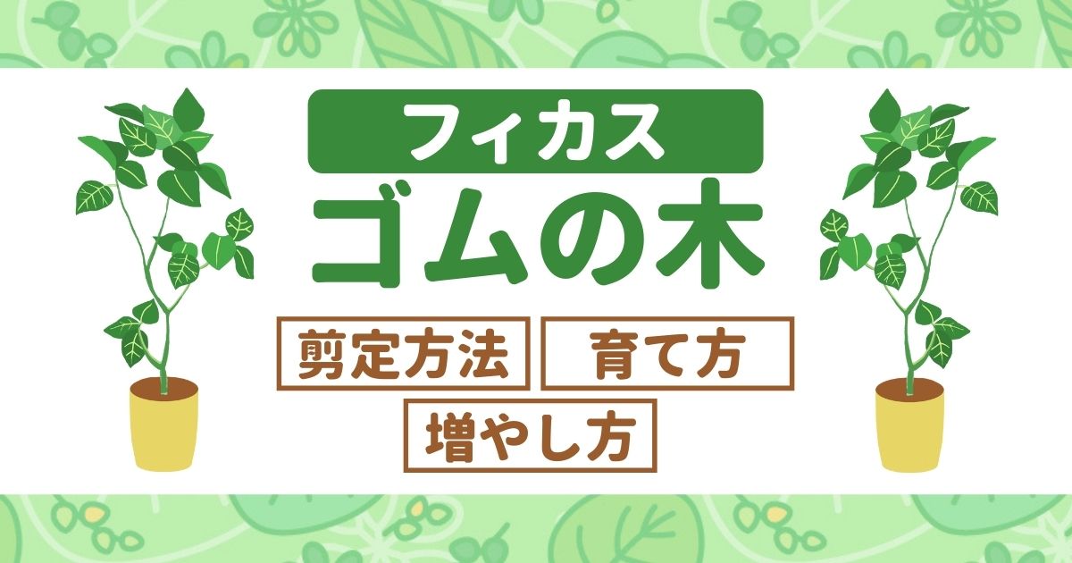 ゴムの木の剪定は時期と切る箇所がわかれば簡単 植え替えや挿し木の方法も解説 お庭110番