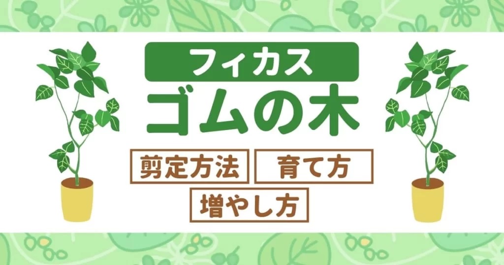 ゴムの木　フィカス　剪定