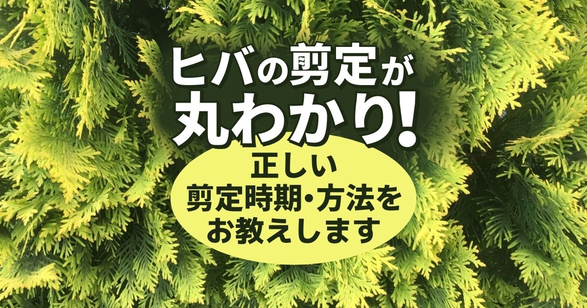 5分で分かるヒバの剪定方法 枯らさず美しくする正しい剪定時期 お庭110番