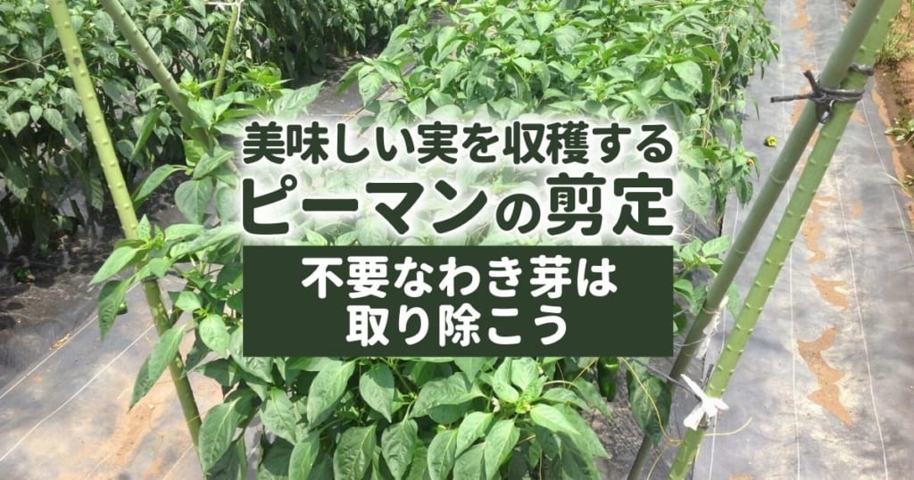 【ピーマンの剪定】整枝でお手入れ｜美味しい実を収穫する栽培方法