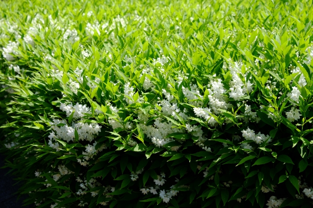 花後の6月～7月上旬ごろ