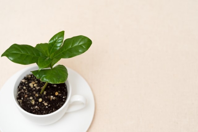 コーヒーの木の剪定方法を解説！健やかに育てて実をならせよう