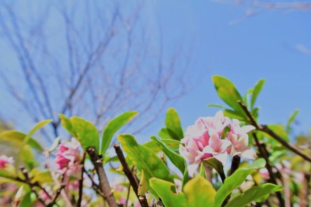 沈丁花に剪定は必要 剪定時期 方法や育て方を知って香りを楽しもう お庭110番