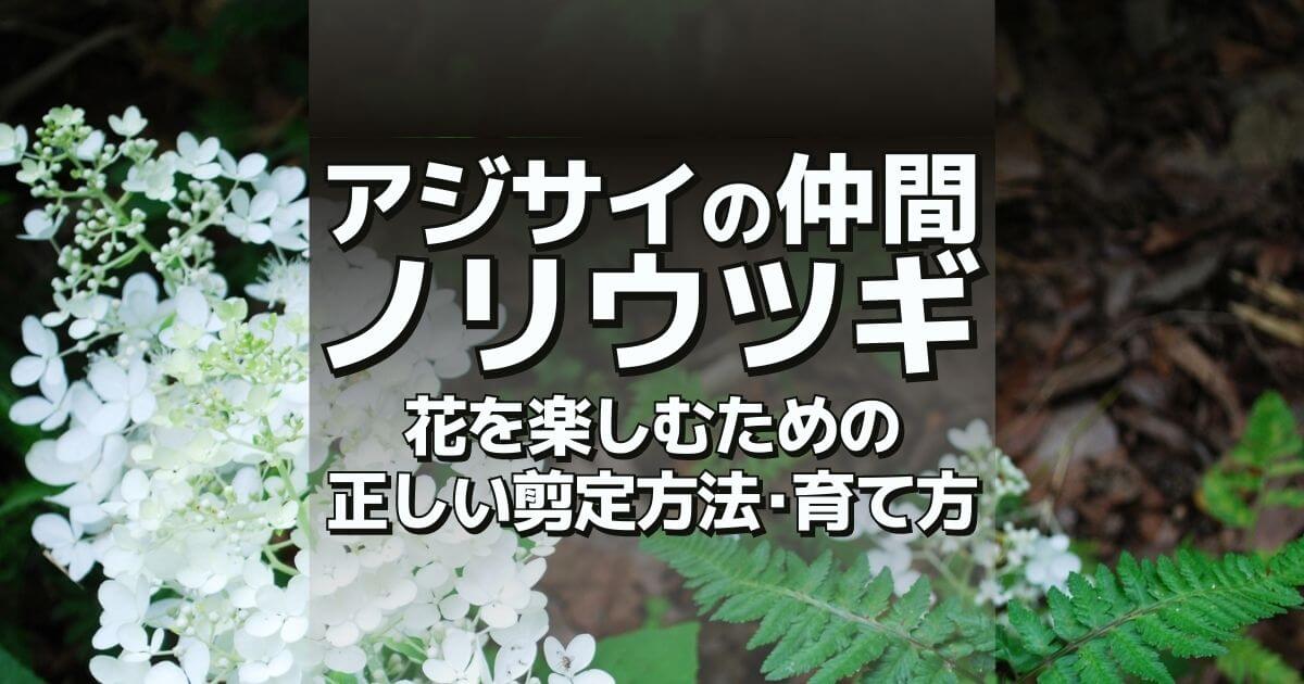 アジサイの仲間ノリウツギ花を楽しむための正しい剪定方法・育て方