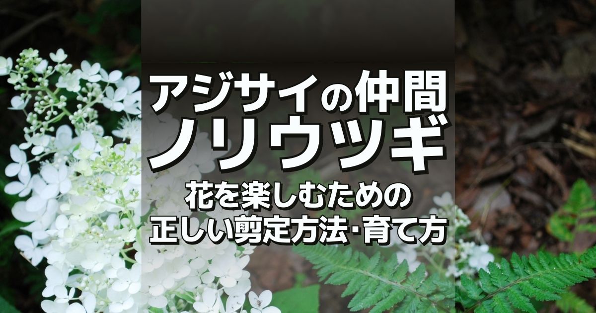 ノリウツギの剪定時期 方法 育て方まとめ 初心者向けマニュアル お庭110番