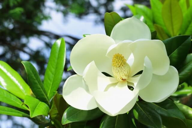 【泰山木の剪定】特徴的な白く美しい花を咲かせる育て方と剪定時期