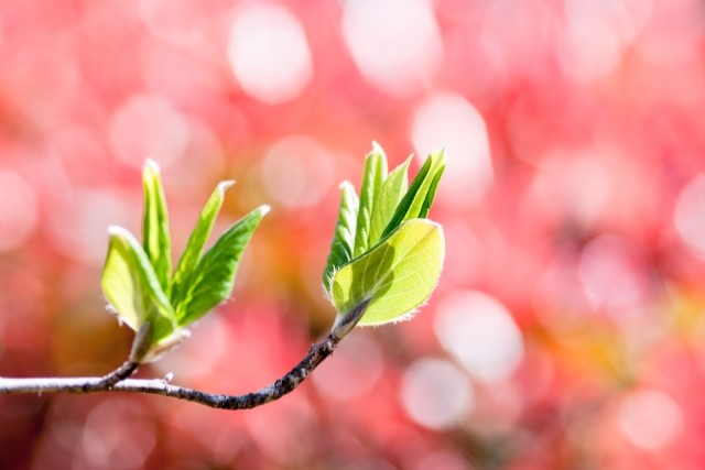 植える時期と場所