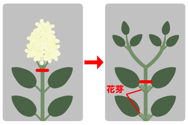 ノリウツギ弱剪定