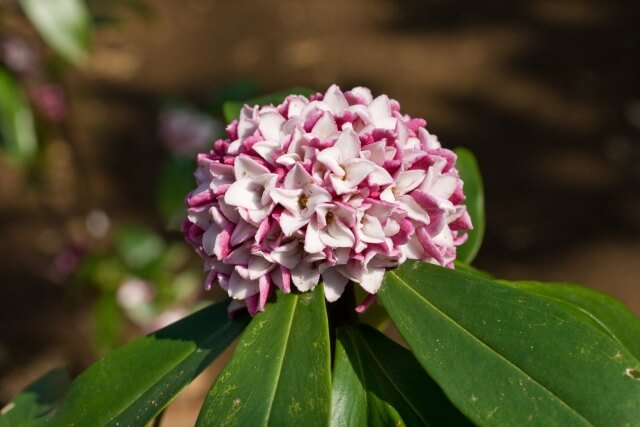 沈丁花に剪定は必要！剪定時期・方法や育て方を知って香りを楽しもう