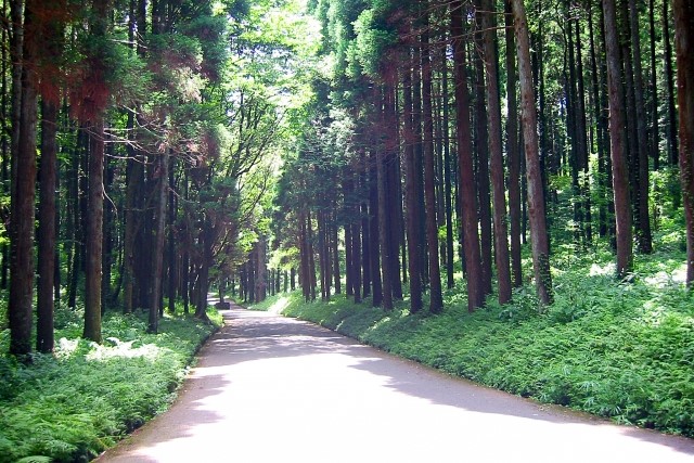 最適な日当たり・用土