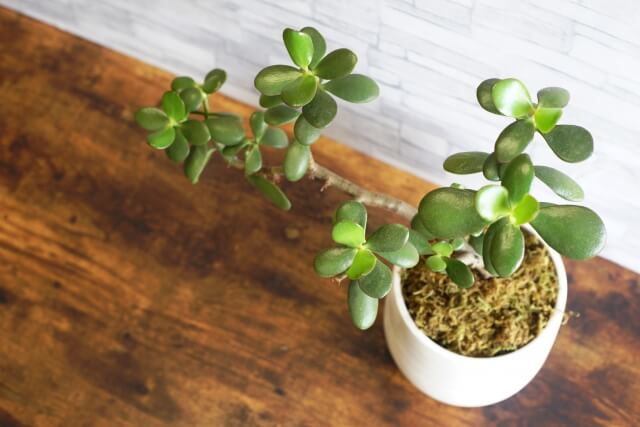 金のなる木の剪定方法は簡単！2～3年に一度の植え替えも忘れずに