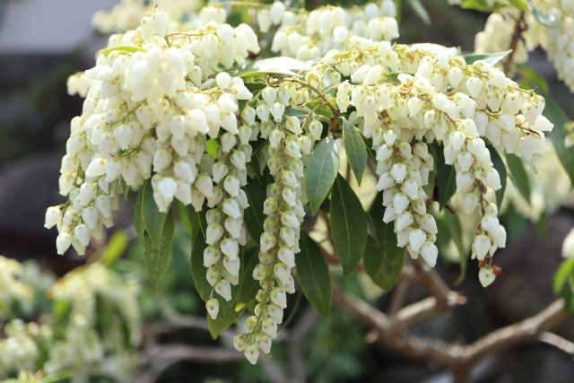 アセビ 馬酔木 の花が咲かない アセビの剪定方法と時期をご紹介伐採 剪定 間伐 芝刈り 草刈り 草取り 草むしりが3000円 税抜 お庭110番