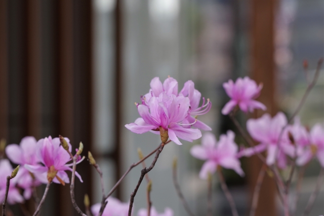 ツツジの剪定時期を解説 害虫 挿し木 花を咲かせるポイントまとめ伐採 剪定 草刈りなどお庭の悩みを最短即日で業者が解決 お庭110番