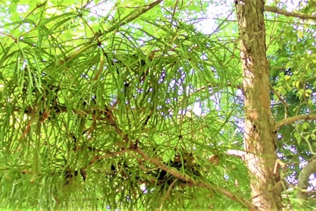 コウヤマキの剪定時期と方法｜育てやすいけどデリケートでもある樹木