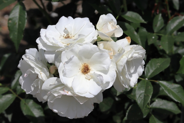 アイスバーグの剪定｜ブッシュ形やつる性で異なるバラの剪定方法とは