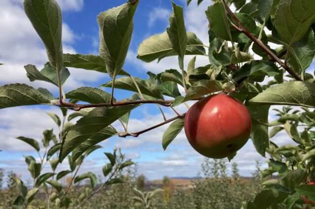 リンゴ剪定は時期と枝の見極めが肝心！収穫の成功率を上げる栽培方法