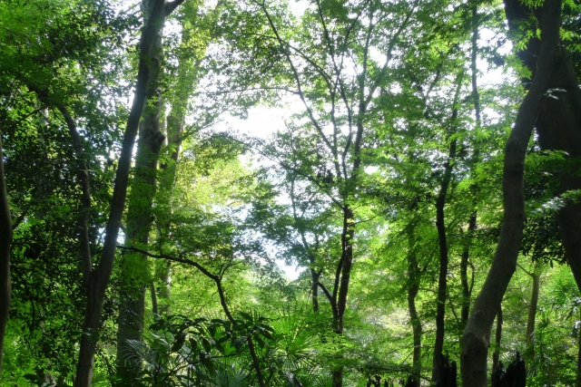 コナラの特徴に合った日当たり・用土