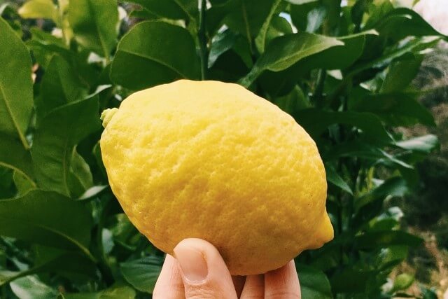 レモンの剪定時期と方法｜正しく栽培して美味しい果実を収穫しよう