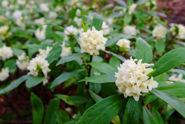 沈丁花がかかりやすい病気