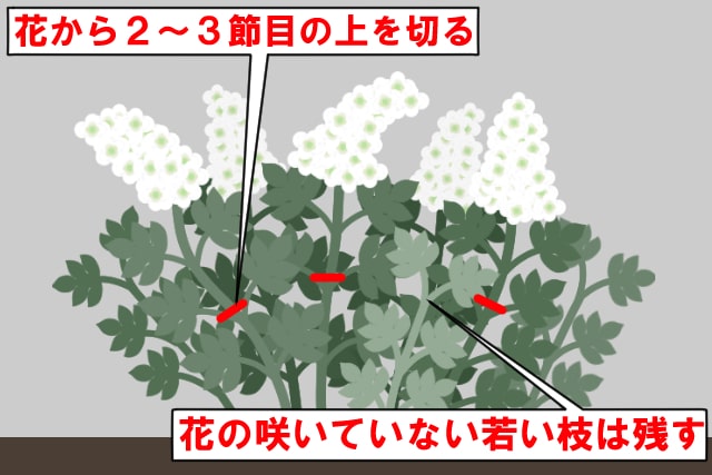 ②カシワバアジサイの樹形を整える剪定