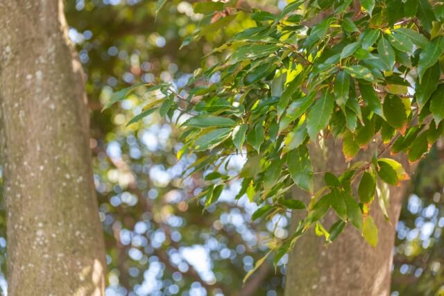 アラカシの剪定時期は夏と冬｜庭木と生垣それぞれの剪定方法を解説