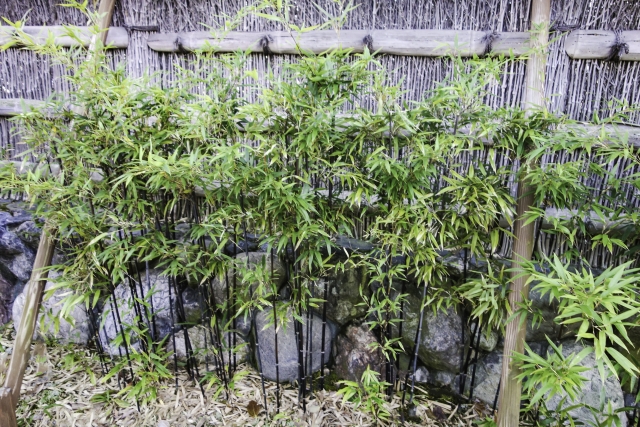 黒竹の剪定時期や方法について解説｜鉢植えで育てるのがおすすめ！