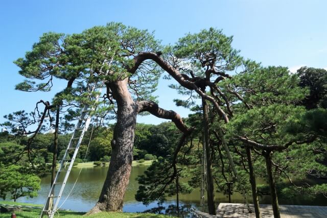 剪定はしごや脚立の選び方と注意点！庭木の作業を安全におこなうには