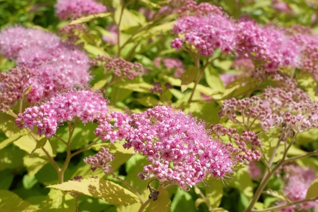 シモツケは剪定で長く花を楽しめる植物 時期や方法を紹介伐採 剪定 間伐 芝刈り 草刈り 草取り 草むしりが3000円 税抜 お庭110番