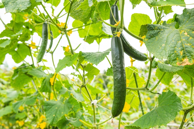 家庭菜園でキュウリの剪定ってどうやるの 上手な栽培方法もご紹介 お庭110番