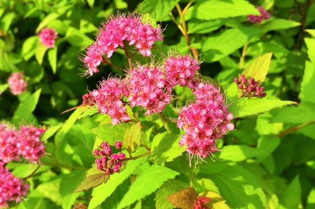 シモツケ 花が咲かない