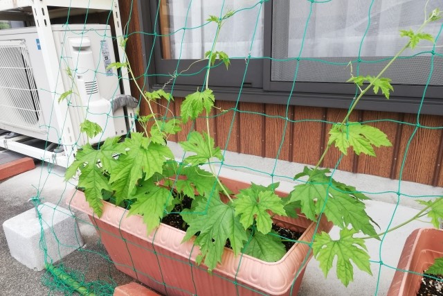 種まき・植え付けの手順