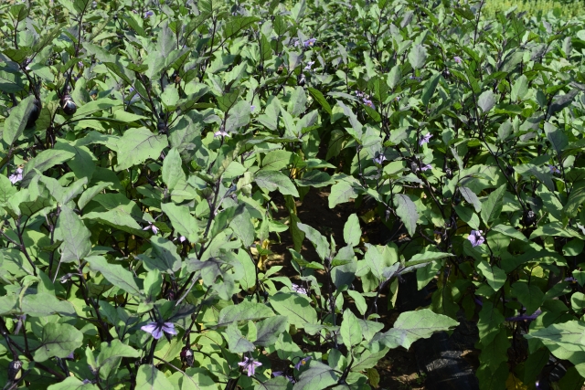 ナスの剪定時期と仕立て方 家庭菜園で野菜をうまく収穫する方法 お庭110番