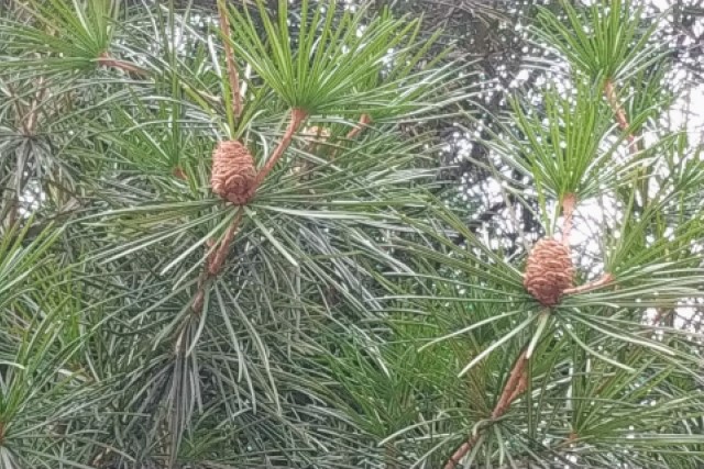 近くにほかの木があると枯れる